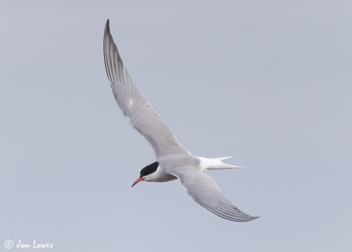 Common Tern (hirundo/tibetana) - ML623941717