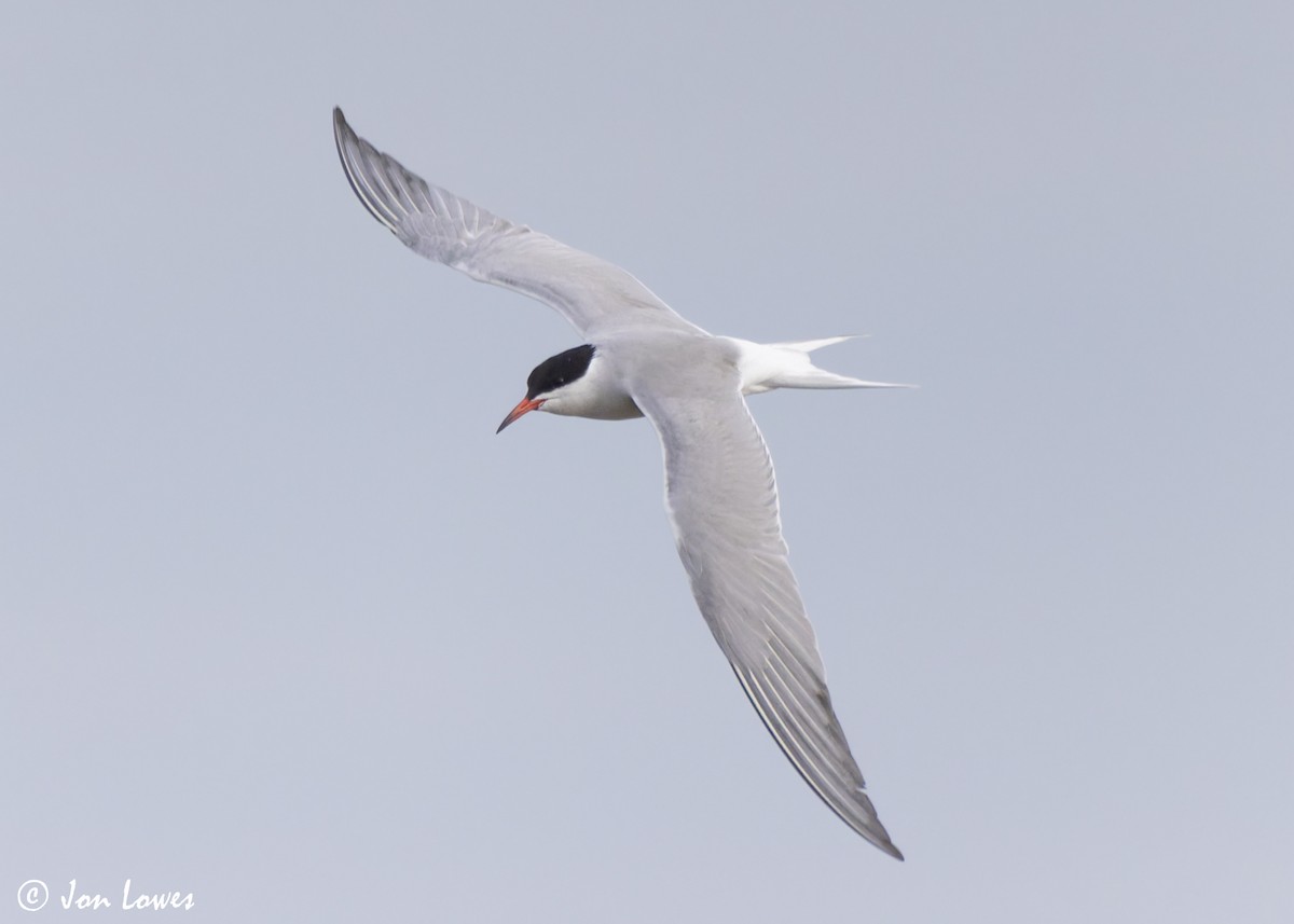 Common Tern (hirundo/tibetana) - ML623941718