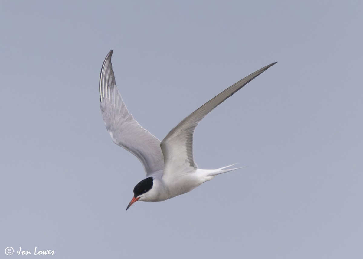 Common Tern (hirundo/tibetana) - ML623941719