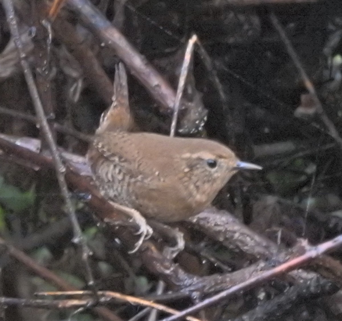 Pacific Wren - ML623941727