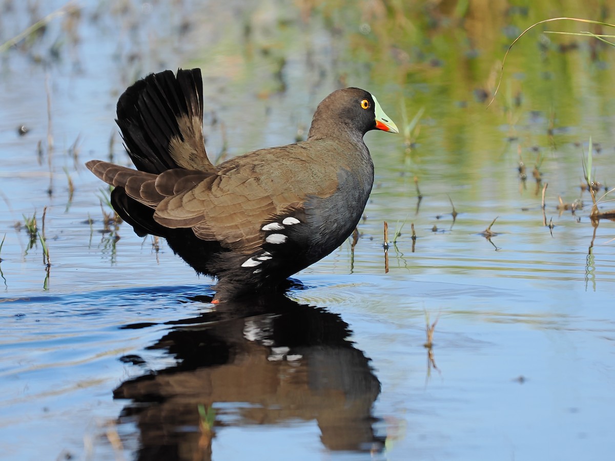 Black-tailed Nativehen - ML623941738