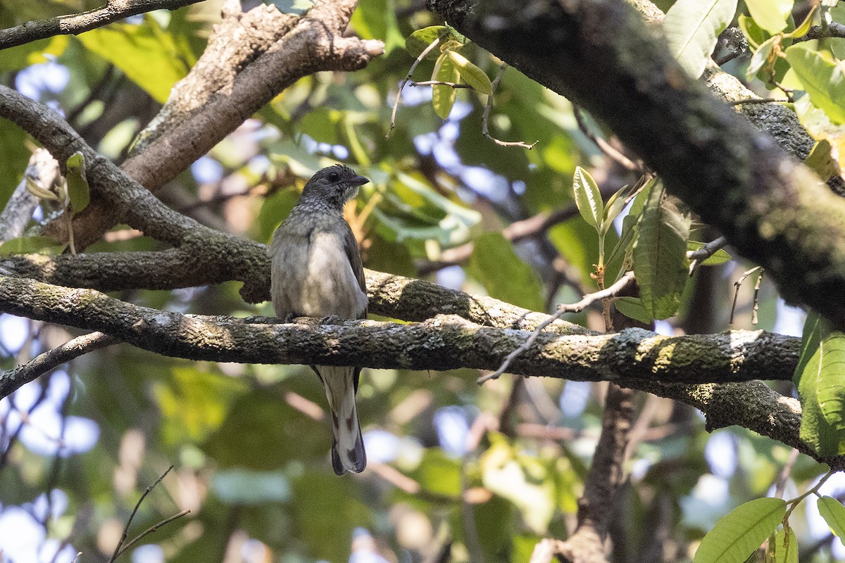 Scaly-throated Honeyguide - ML623941743