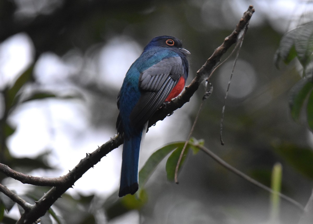 Surucua Trogon - ML623941764