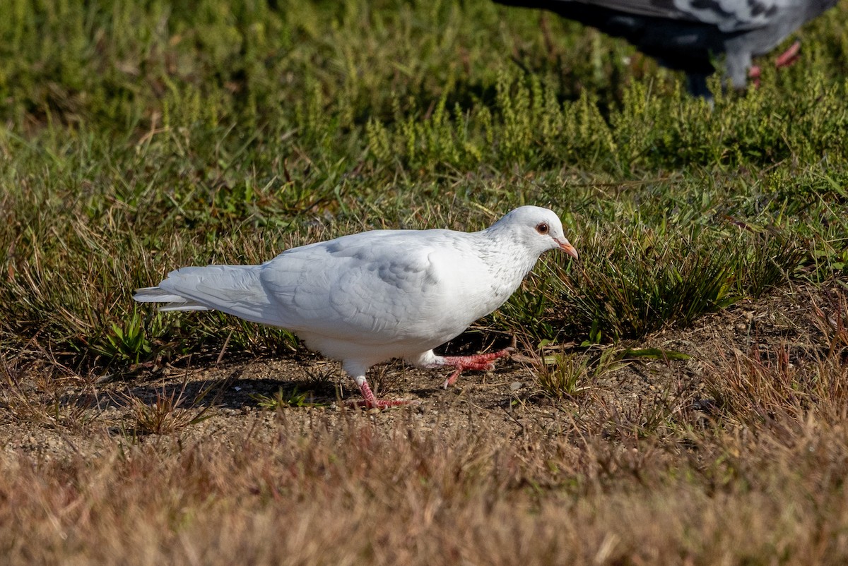 Rock Pigeon (Feral Pigeon) - ML623941796