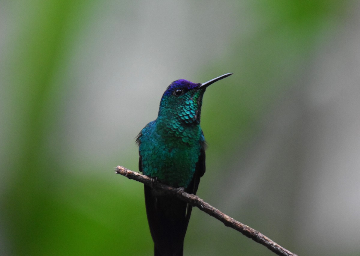 Violet-capped Woodnymph - ML623941820