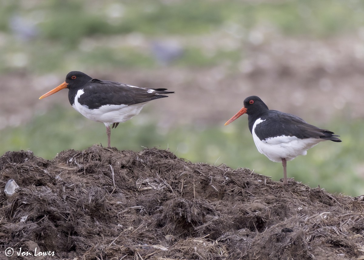 Eurasian Oystercatcher (Western) - ML623941831