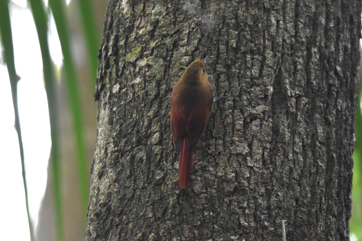 Olivaceous Woodcreeper - ML623941832
