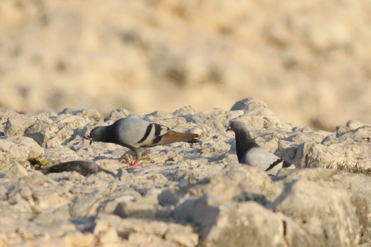 Rock Pigeon (Wild type) - ML623941853