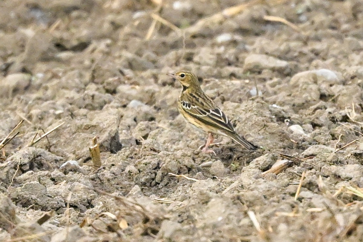 Tree Pipit - Denis Neukomm