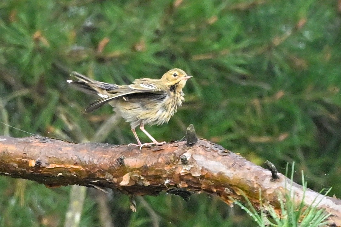 Tree Pipit - Denis Neukomm