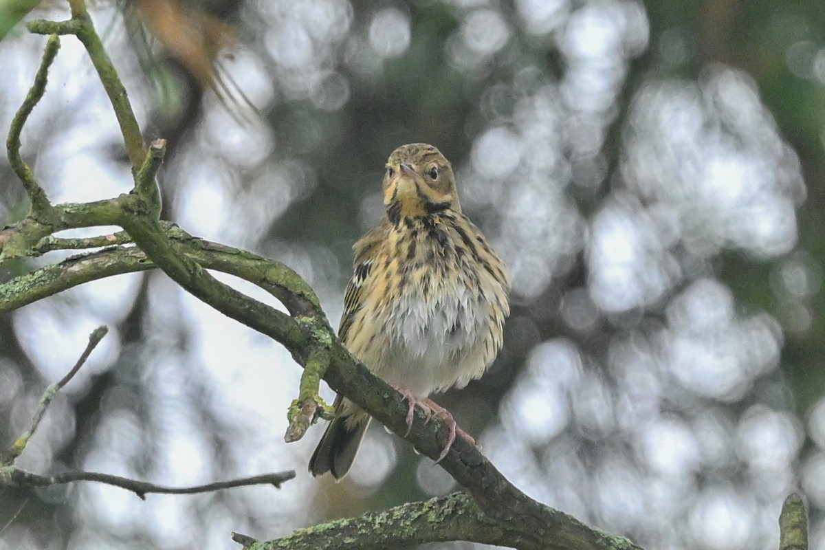 Tree Pipit - ML623941878