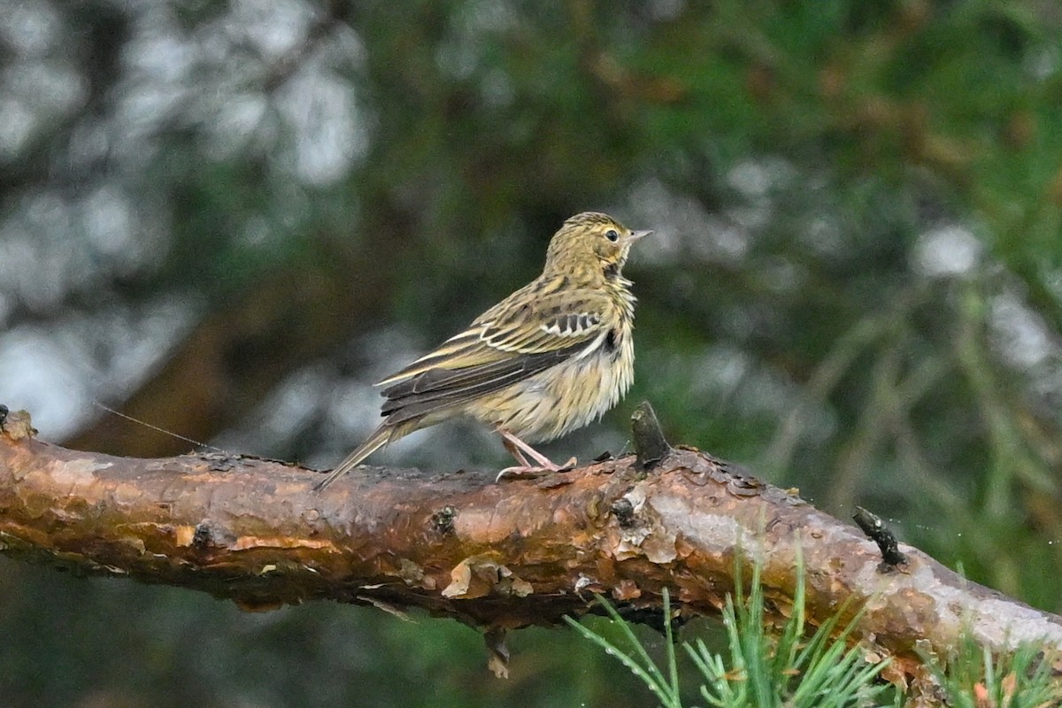 Tree Pipit - ML623941879