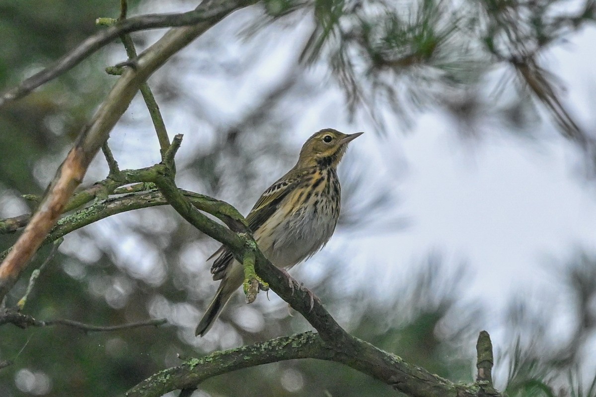 Tree Pipit - ML623941881