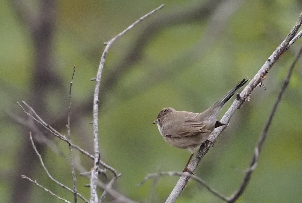 Menetries's Warbler - ML623941913