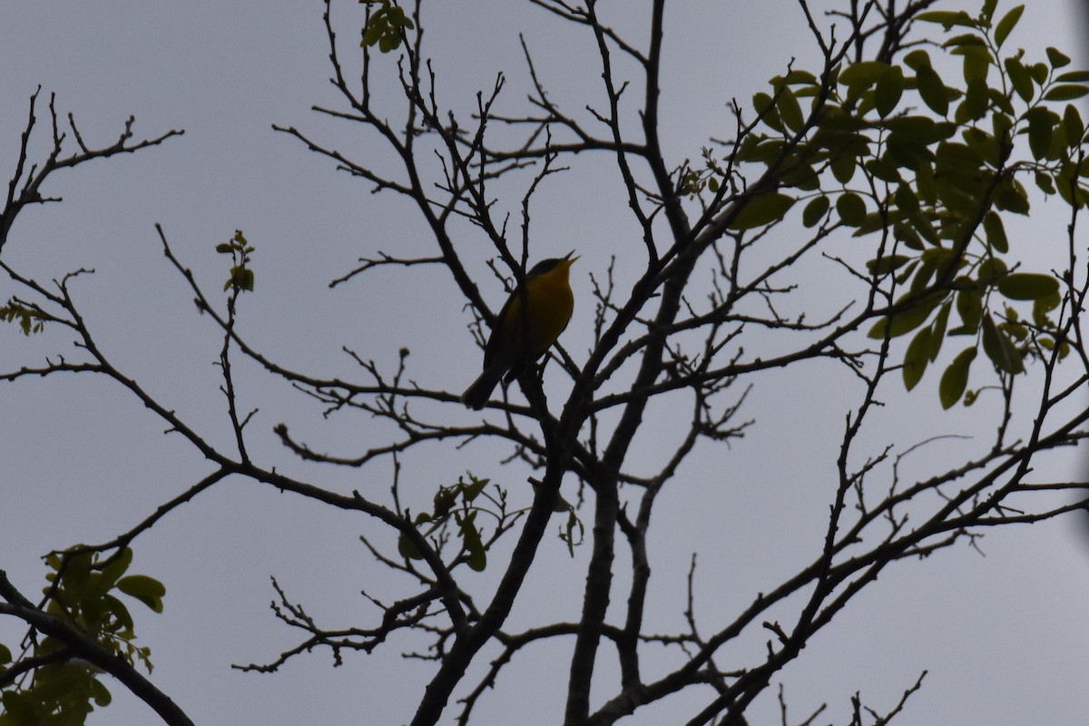 Tropical Parula - ML623941925