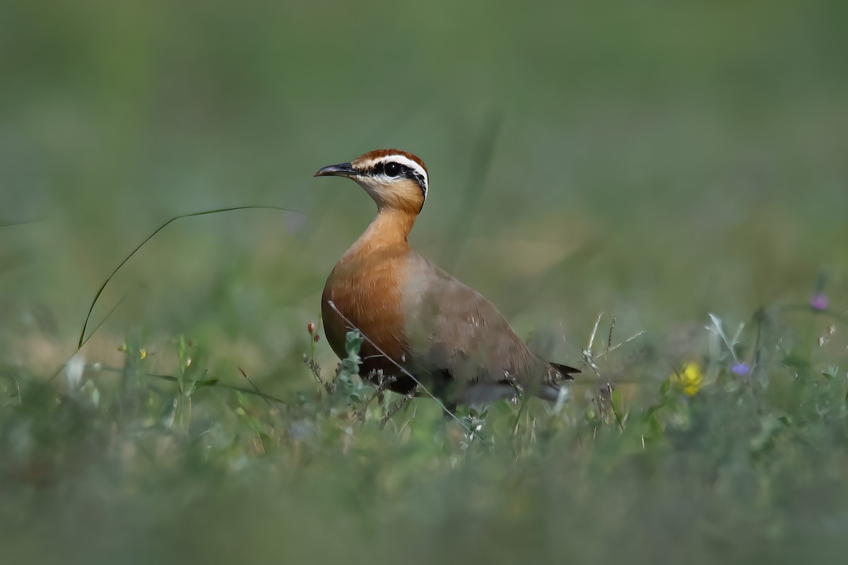 Indian Courser - Angshuman Roychoudhury