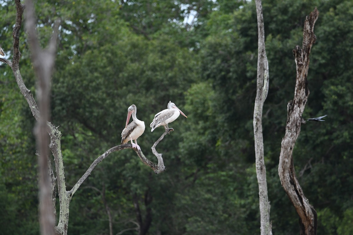 Painted Stork - ML623942014