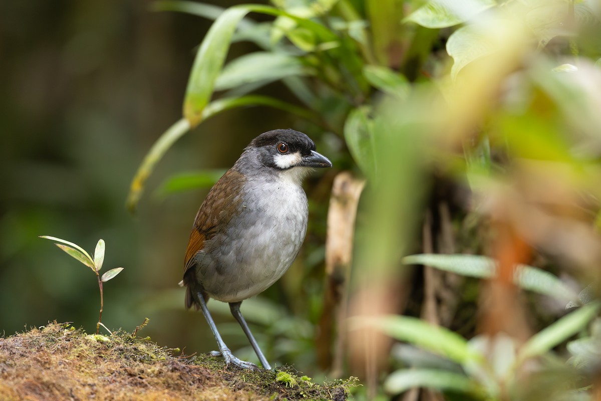 Jocotoco Antpitta - ML623942027