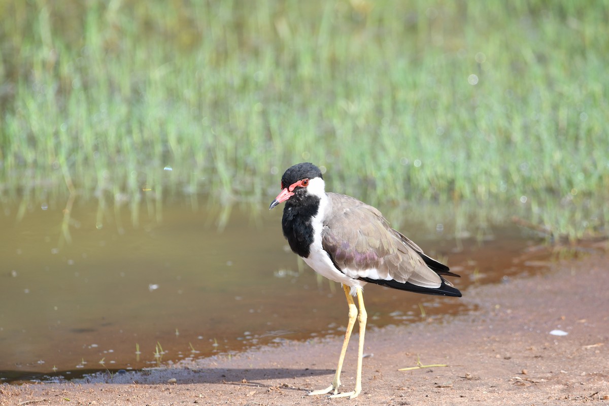 Red-wattled Lapwing - ML623942066