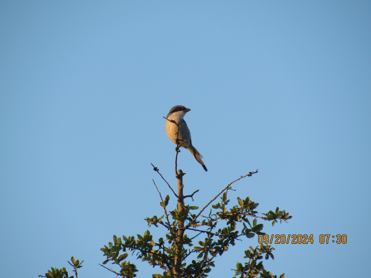 Loggerhead Shrike - ML623942069