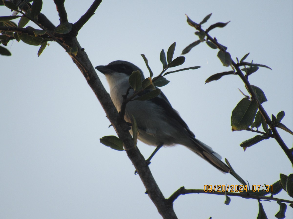 Loggerhead Shrike - ML623942070