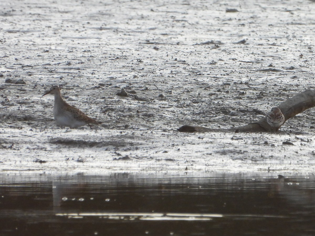 Pectoral Sandpiper - Bob Lane