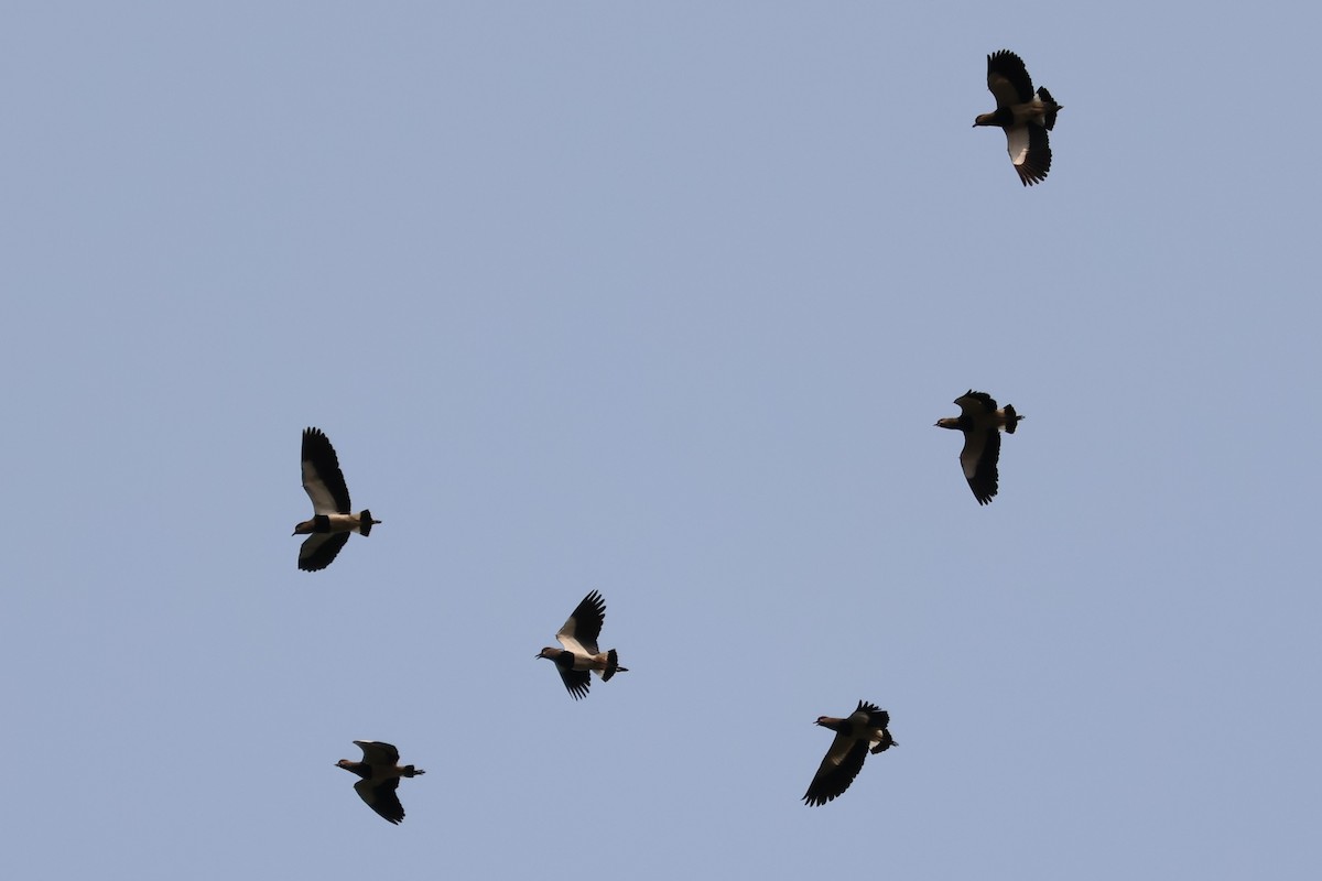 Southern Lapwing - Sergio luiz Carniel