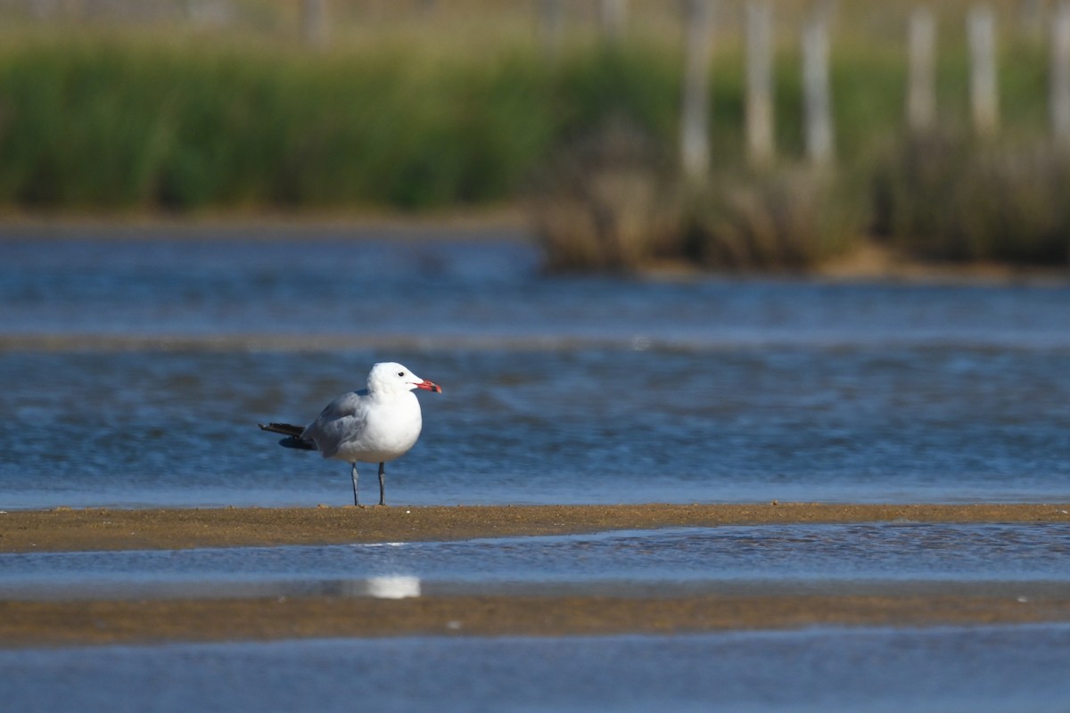 Audouin's Gull - ML623942127