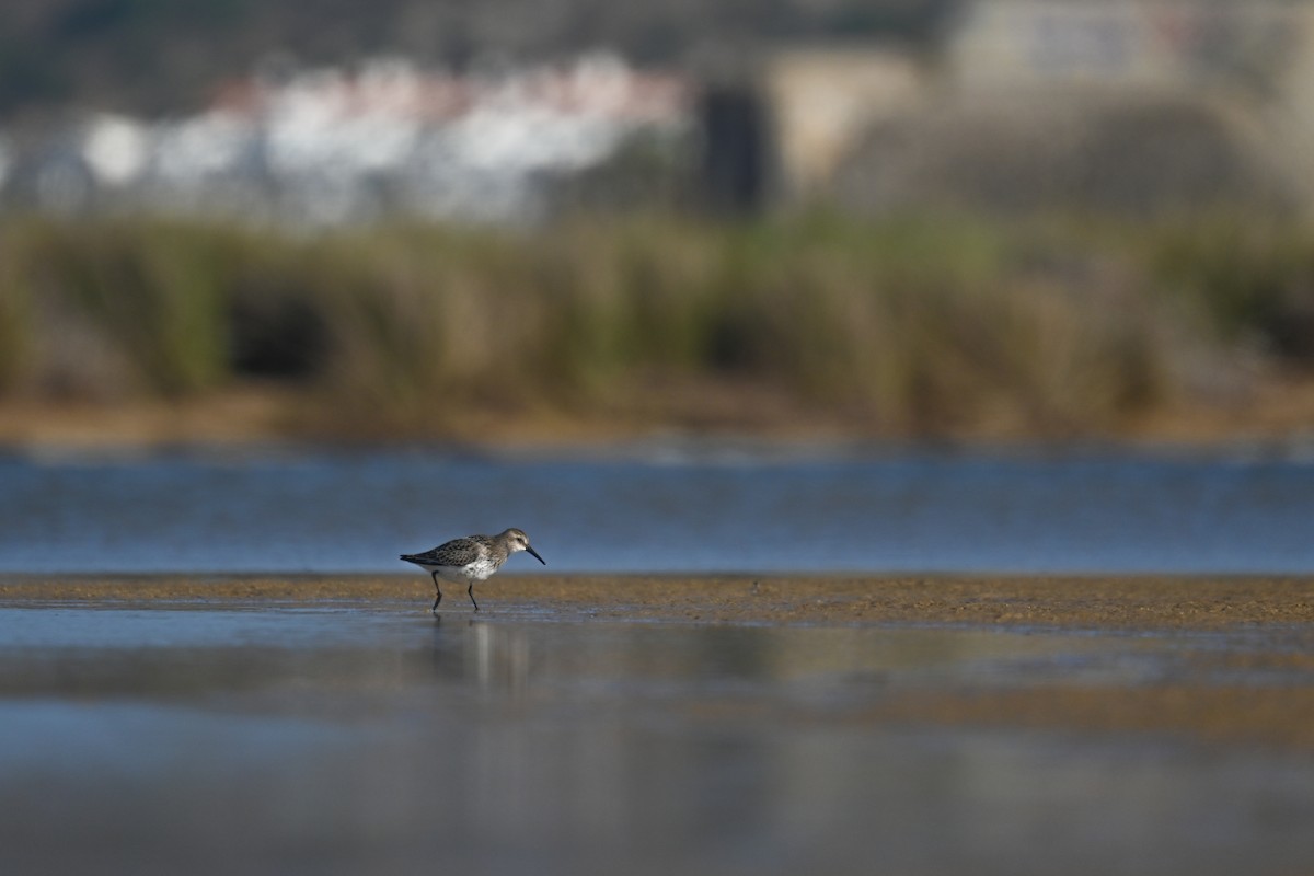 Dunlin - ML623942159