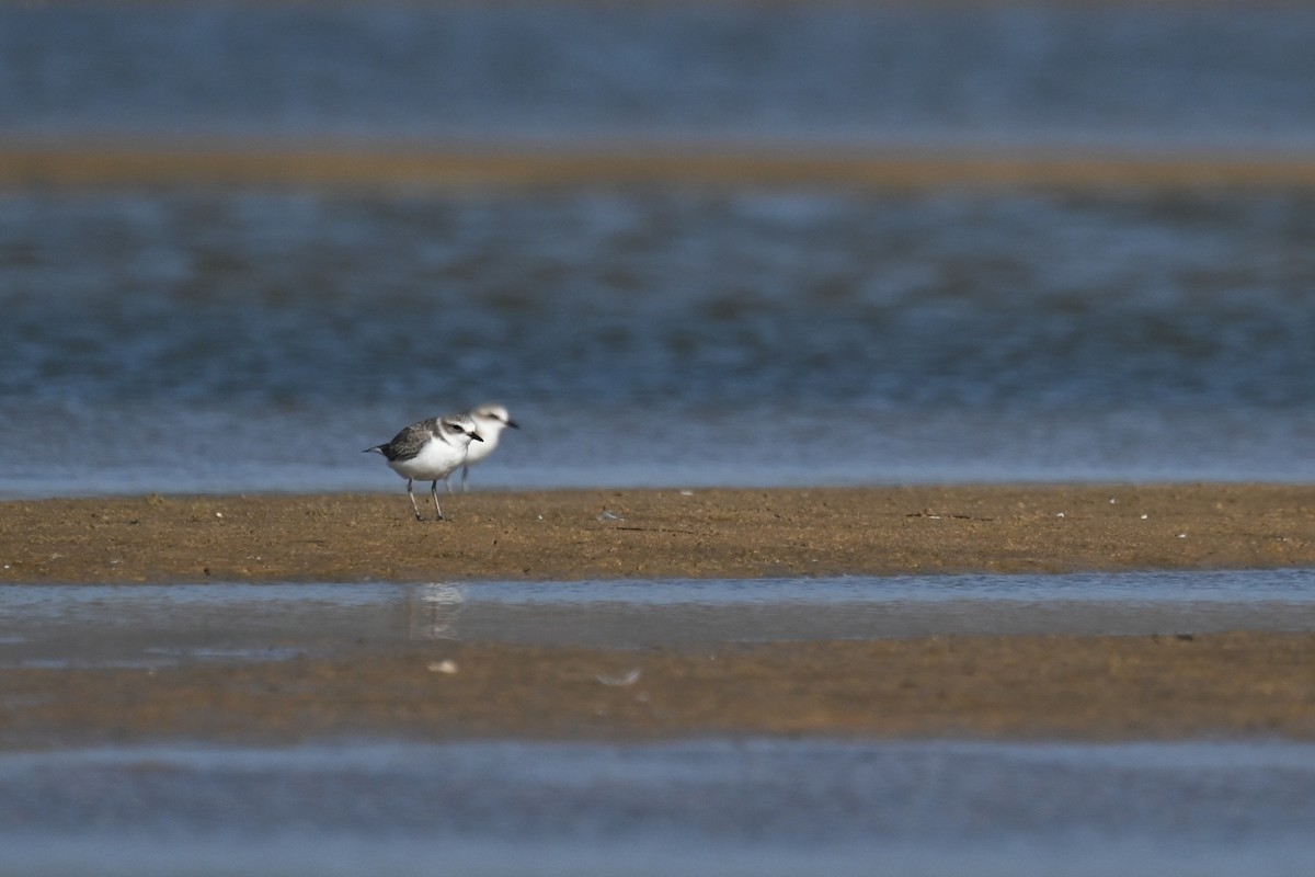 Kentish Plover - ML623942167