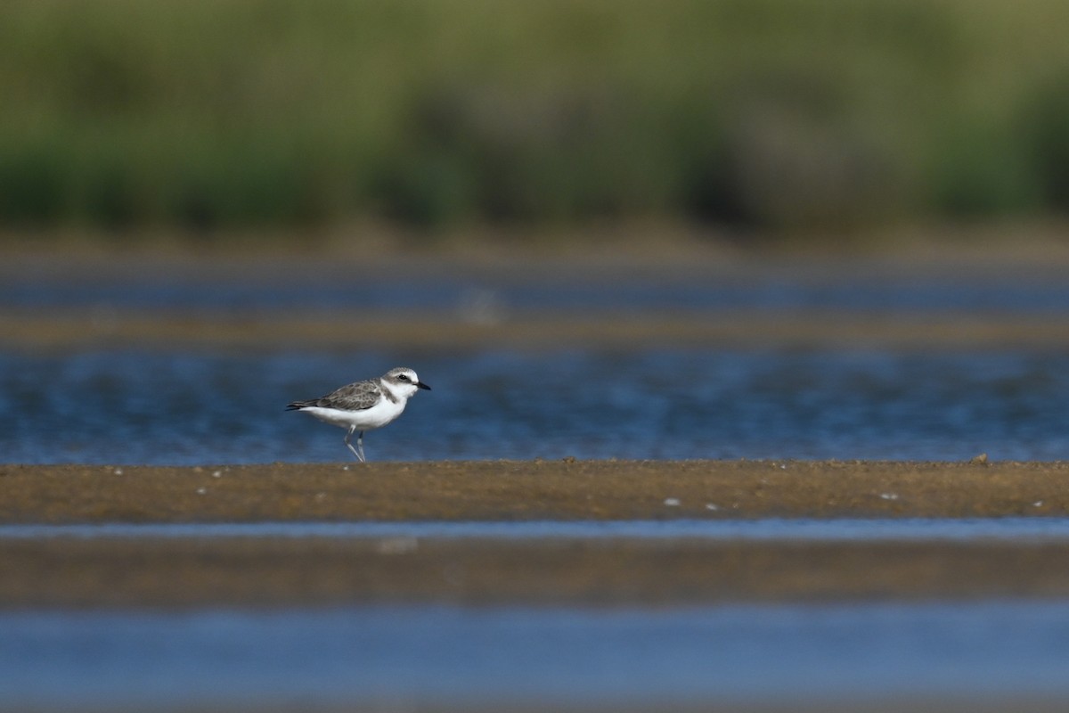 Kentish Plover - ML623942168