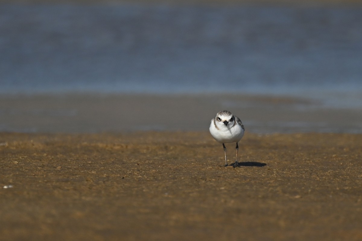 Kentish Plover - ML623942169