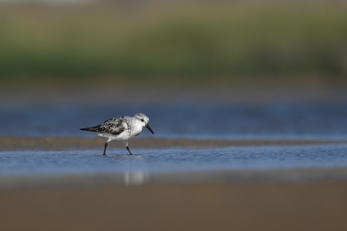 Bécasseau sanderling - ML623942180