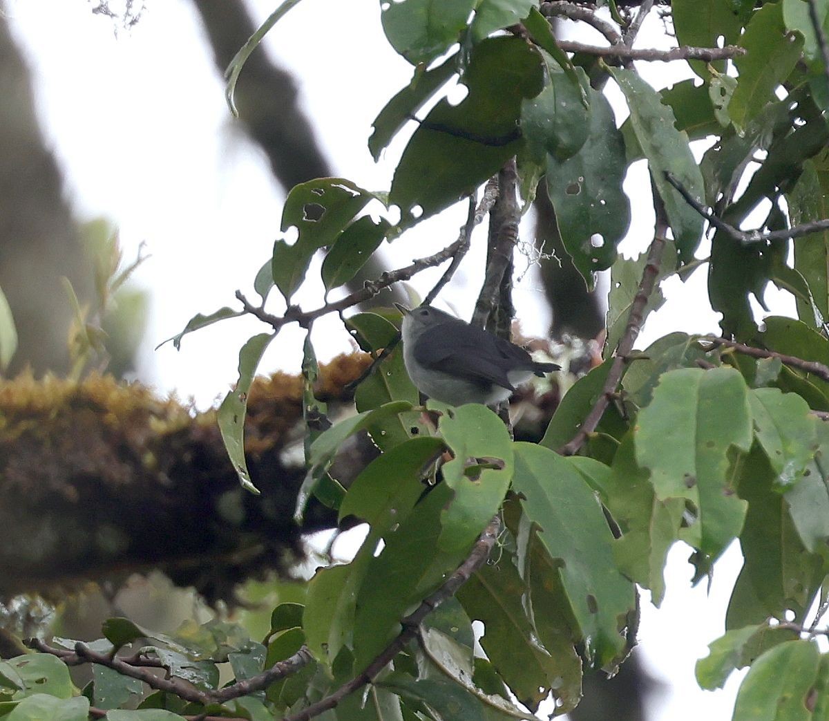 Gray Thornbill - ML623942185