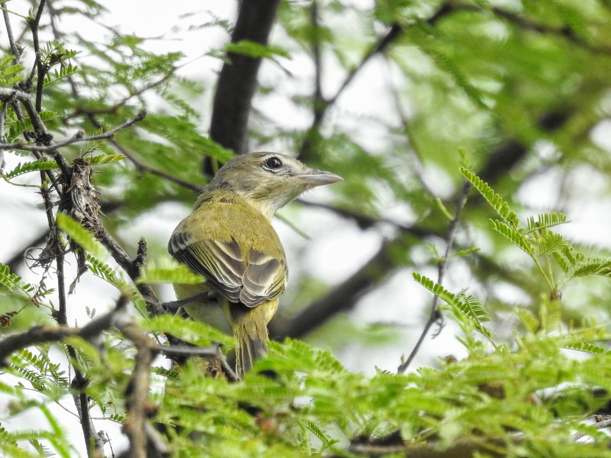 Bell's Vireo - ML623942218