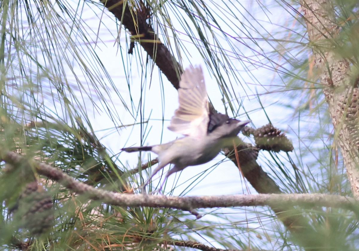 White-winged Becard - Sea Williams