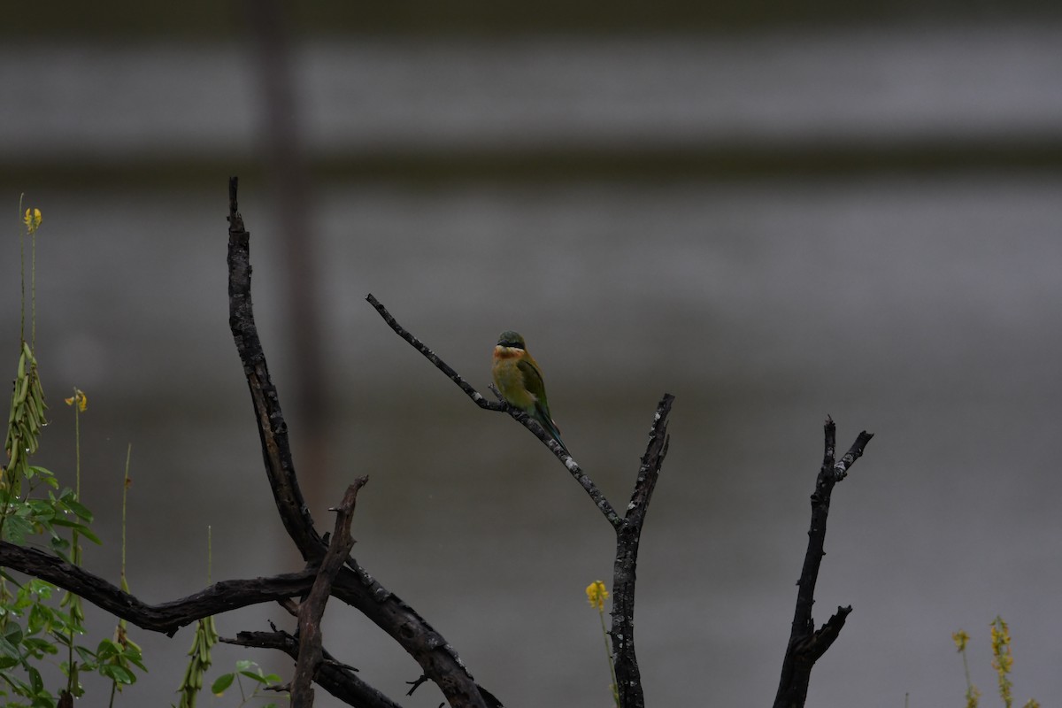 Asian Green Bee-eater - ML623942222