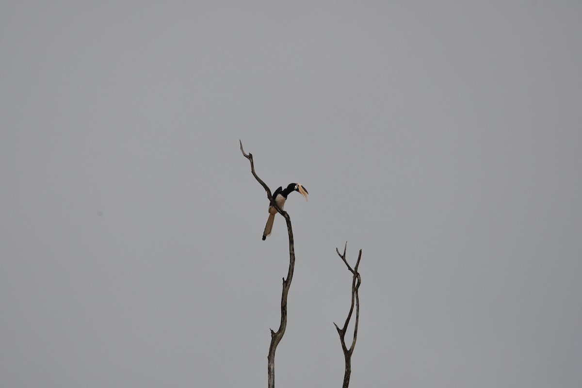 Malabar Pied-Hornbill - ML623942225