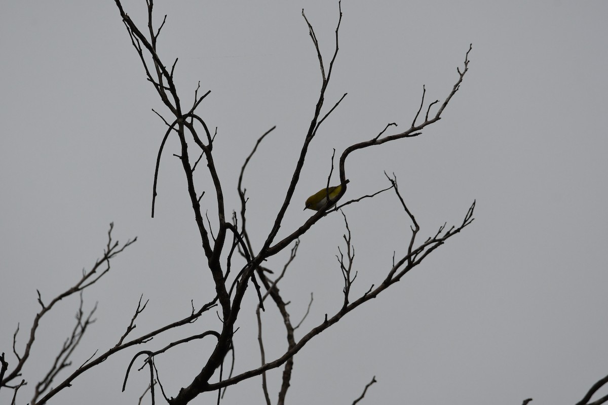 Indian White-eye - ML623942241