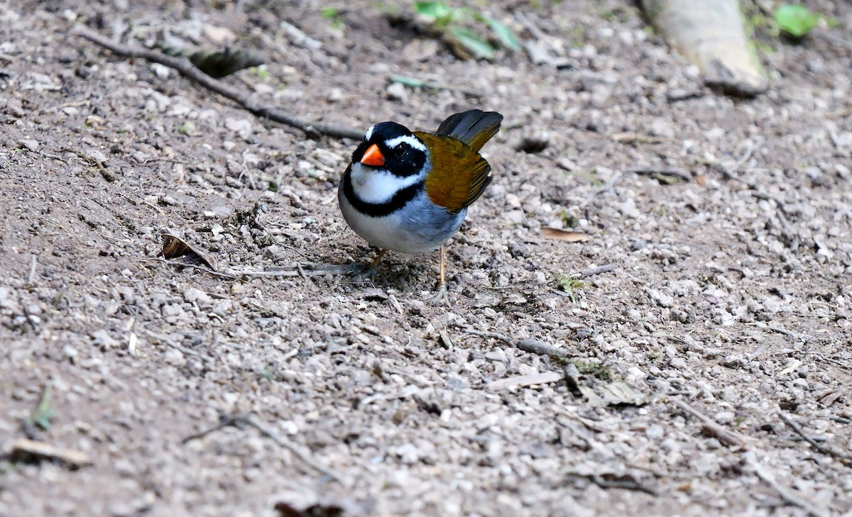 Orange-billed Sparrow - ML623942242