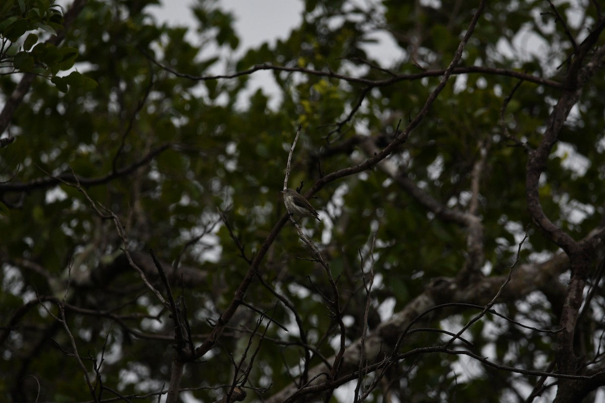 Thick-billed Flowerpecker - ML623942258