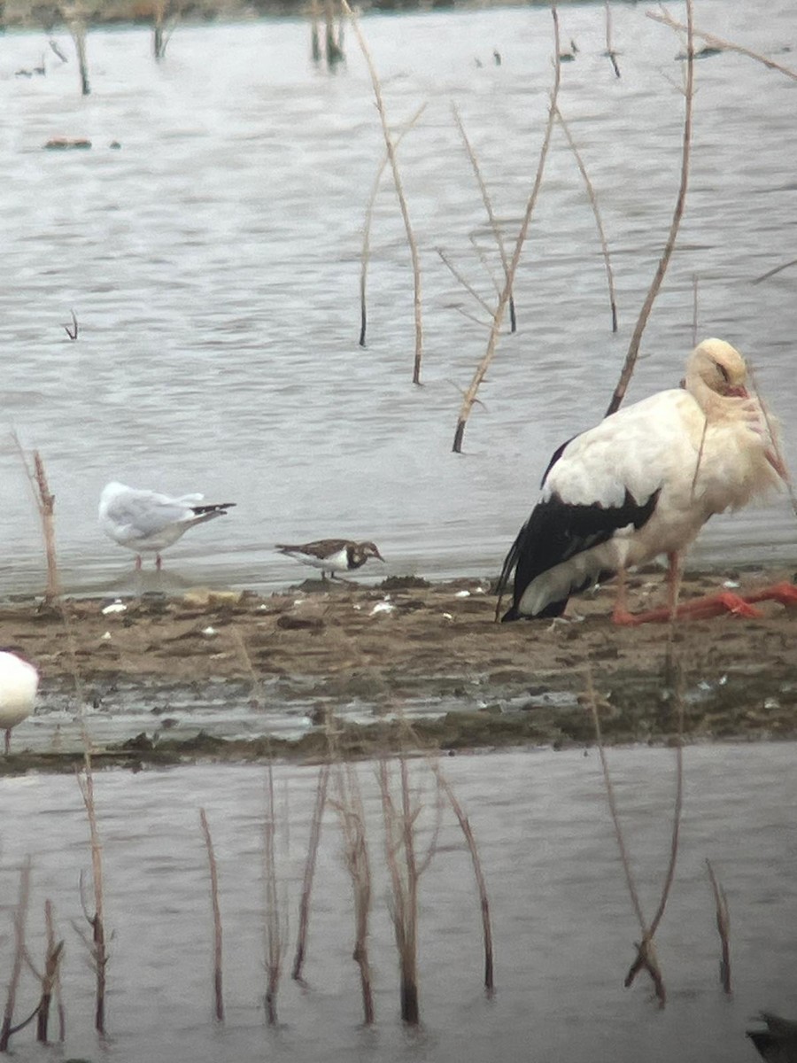 Ruddy Turnstone - ML623942262