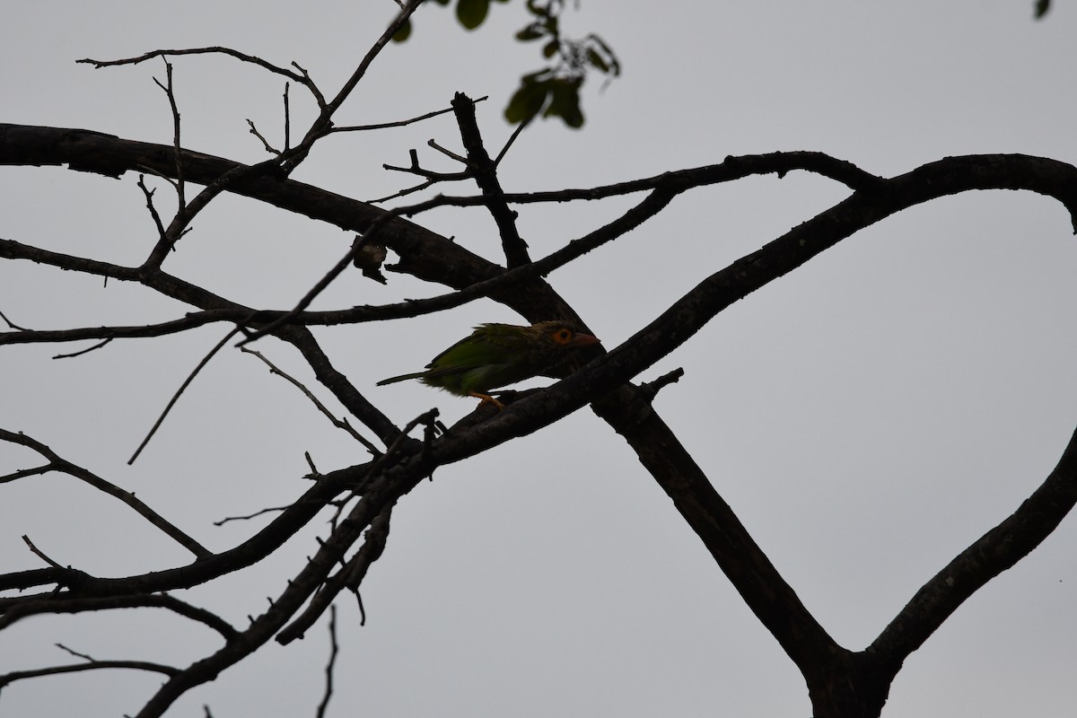 Brown-headed Barbet - ML623942264