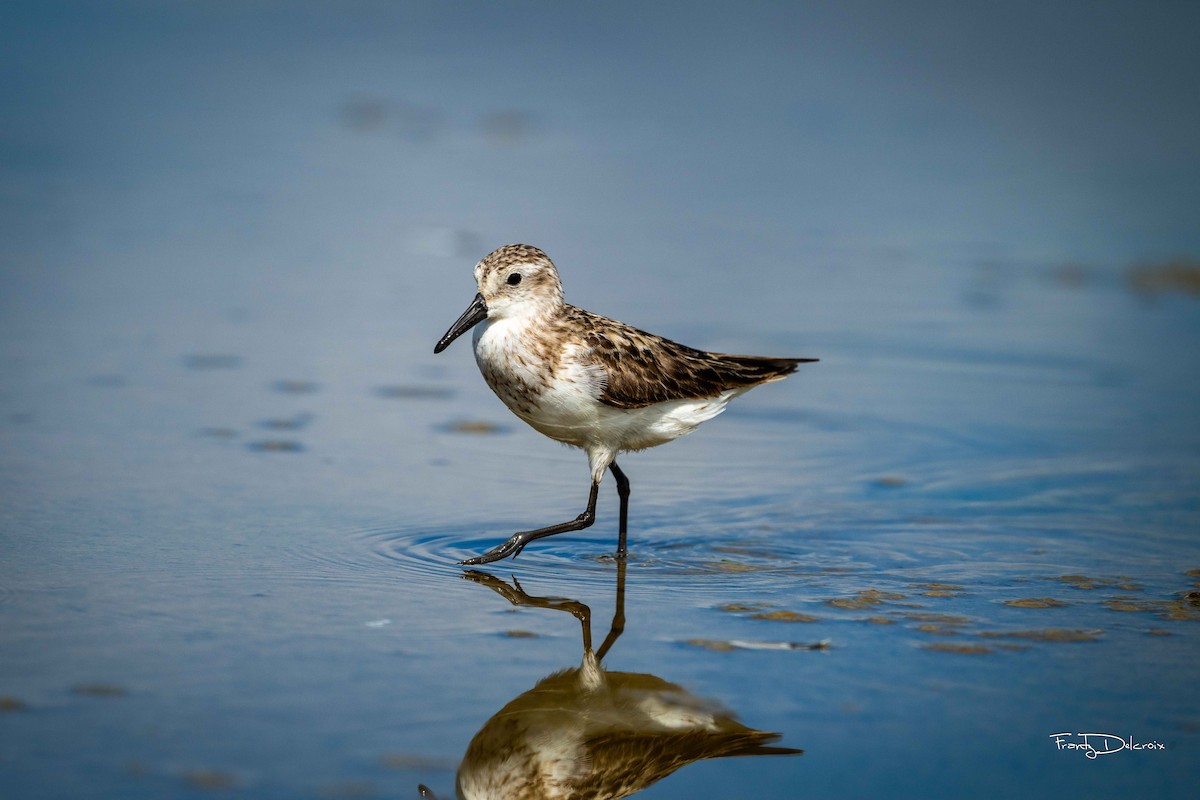 Semipalmated Sandpiper - Frantz Delcroix (Duzont)