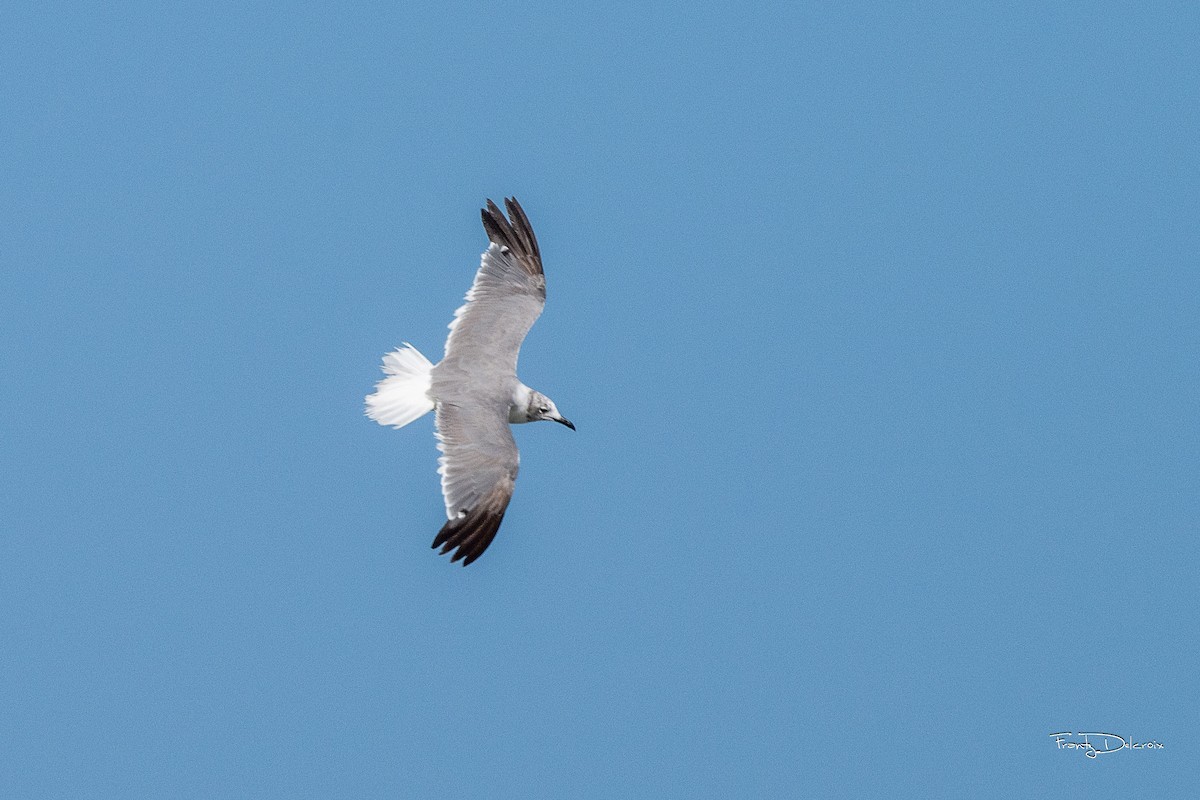 Mouette atricille - ML623942293