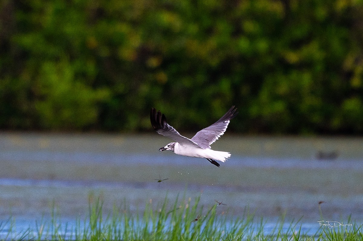 Laughing Gull - Frantz Delcroix (Duzont)