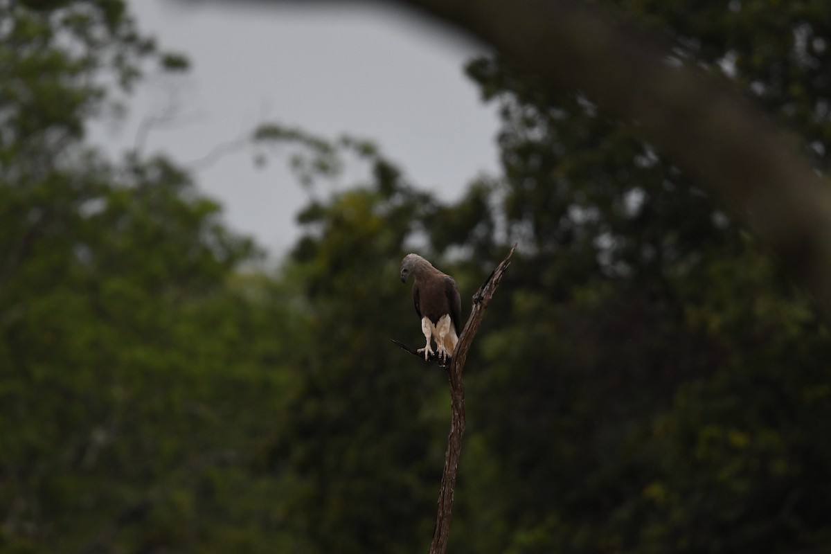 Gray-headed Fish-Eagle - ML623942296