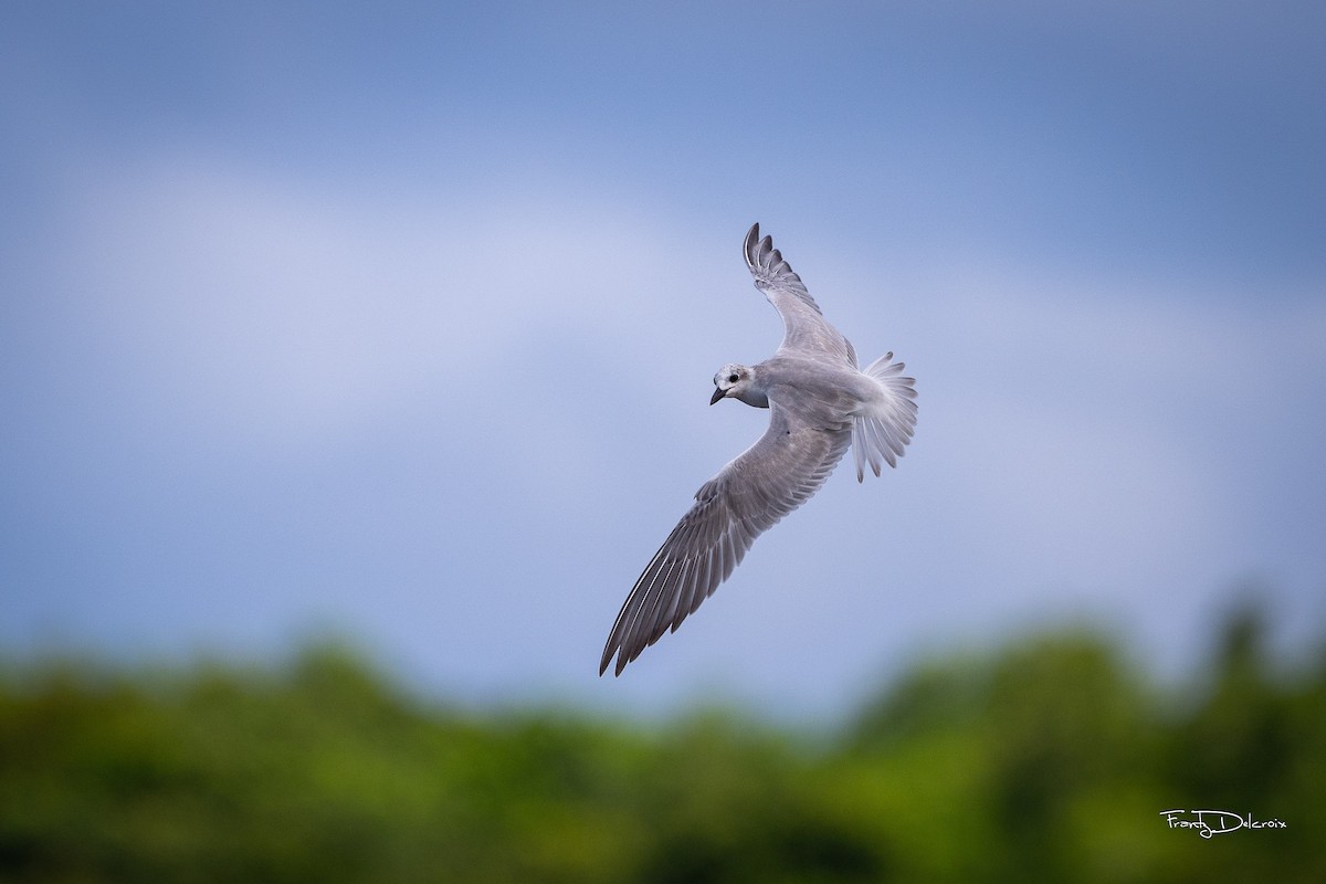 Gull-billed Tern - Frantz Delcroix (Duzont)