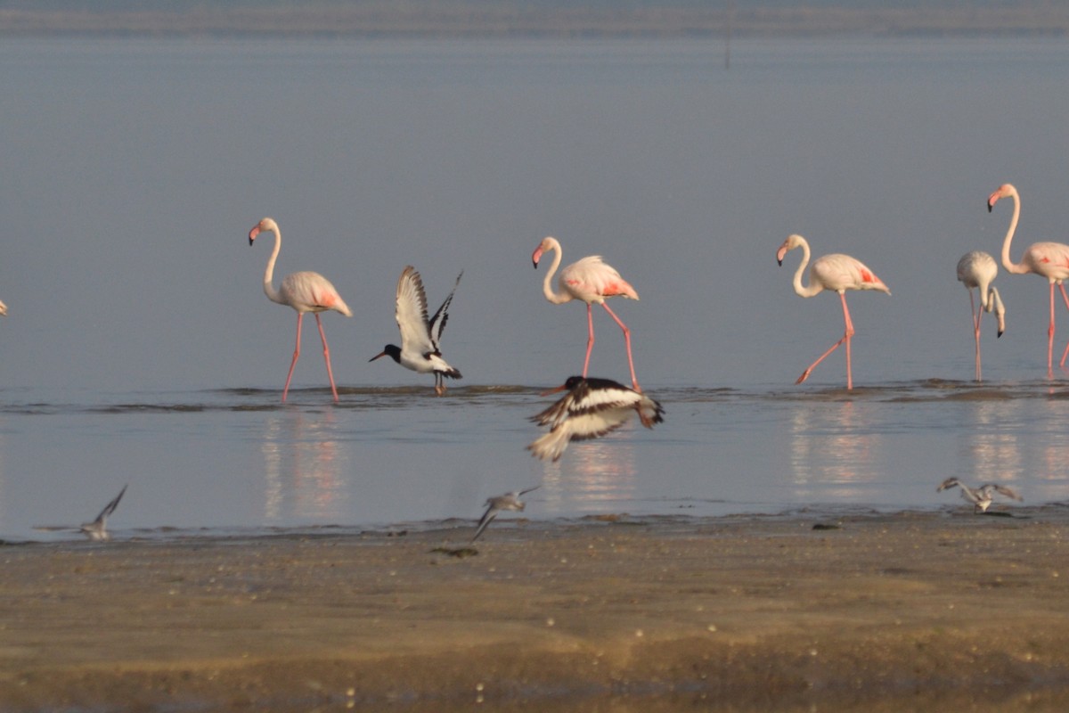 Eurasian Oystercatcher - ML623942317