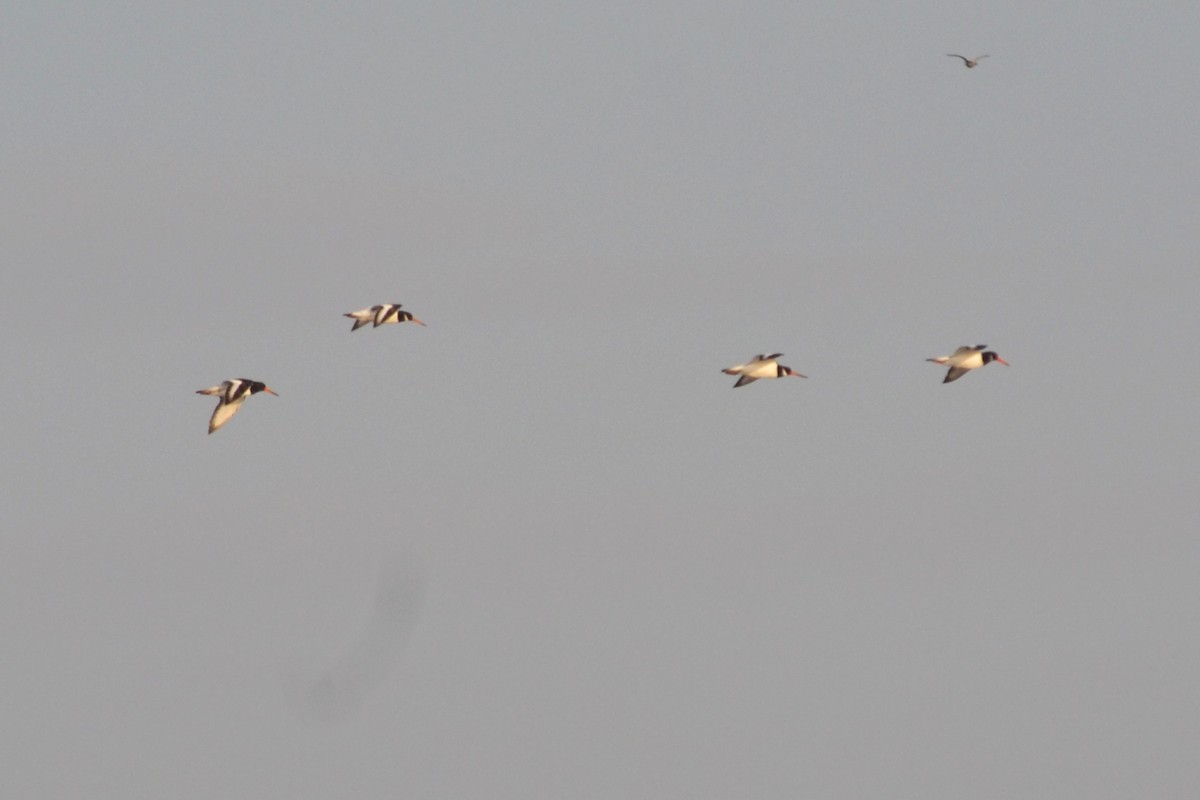 Eurasian Oystercatcher - ML623942326